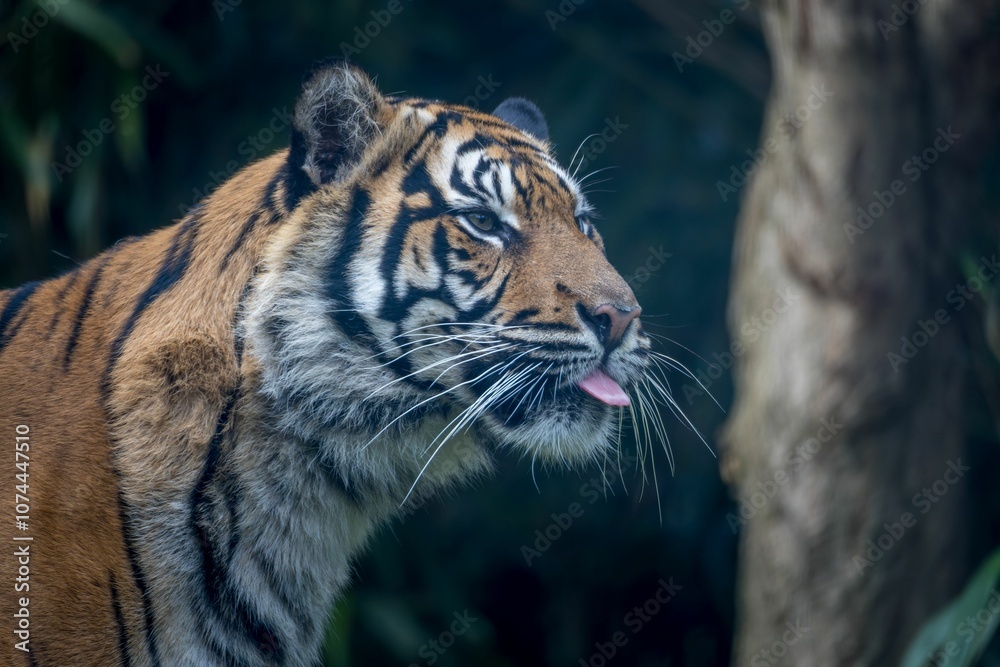 Fototapeta premium Majestic Tiger in Forest