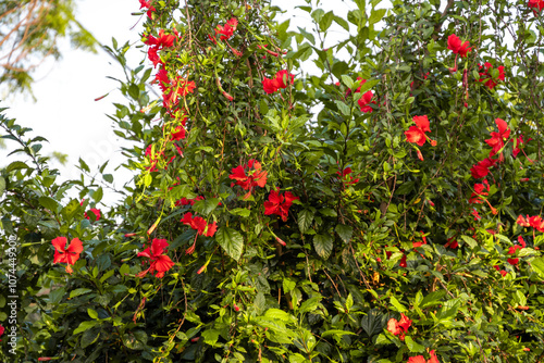 Red Hibiscus flowers (China rose, Chinese hibiscus, Hawaiian hibiscus) in tropical garden.