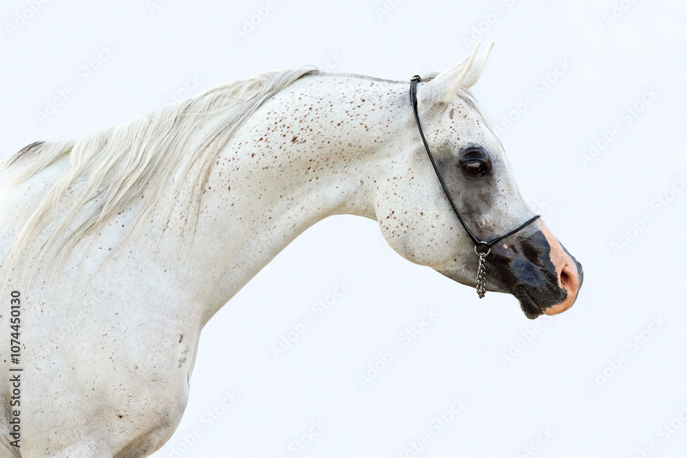 White arabian horse portrait against light stable background