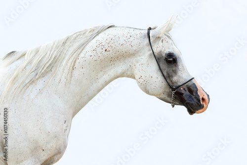 Obraz na płótnie White arabian horse portrait against light stable background w salonie