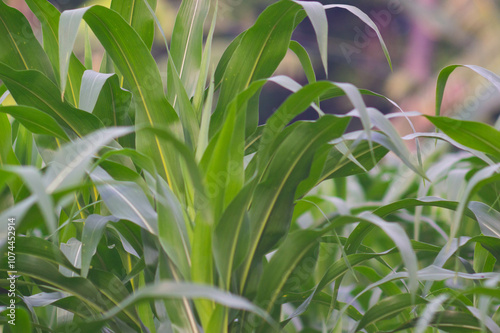 view of corn leaves. corn leaf background. corn growing abundantly in the garden.