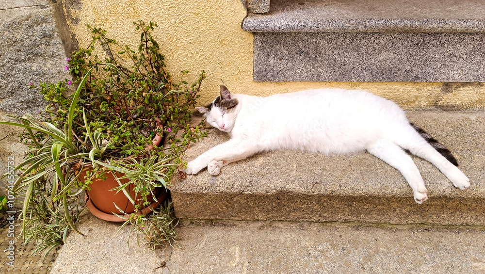 Sleeping white Cat