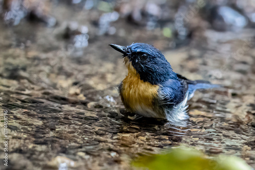 Beautiful bird in Asian, It is a kind of bird found in Thailand. photo