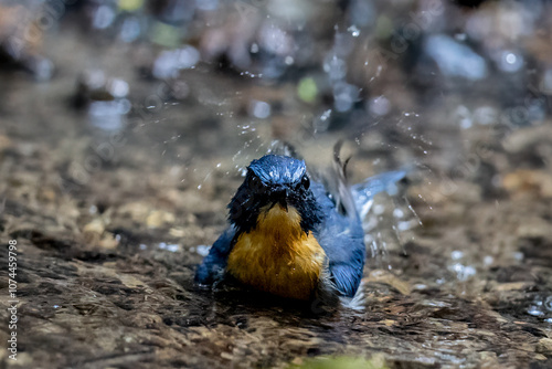 Beautiful bird in Asian, It is a kind of bird found in Thailand. photo