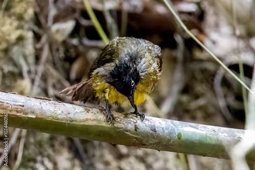 Beautiful bird in Asian, It is a kind of bird found in Thailand. photo