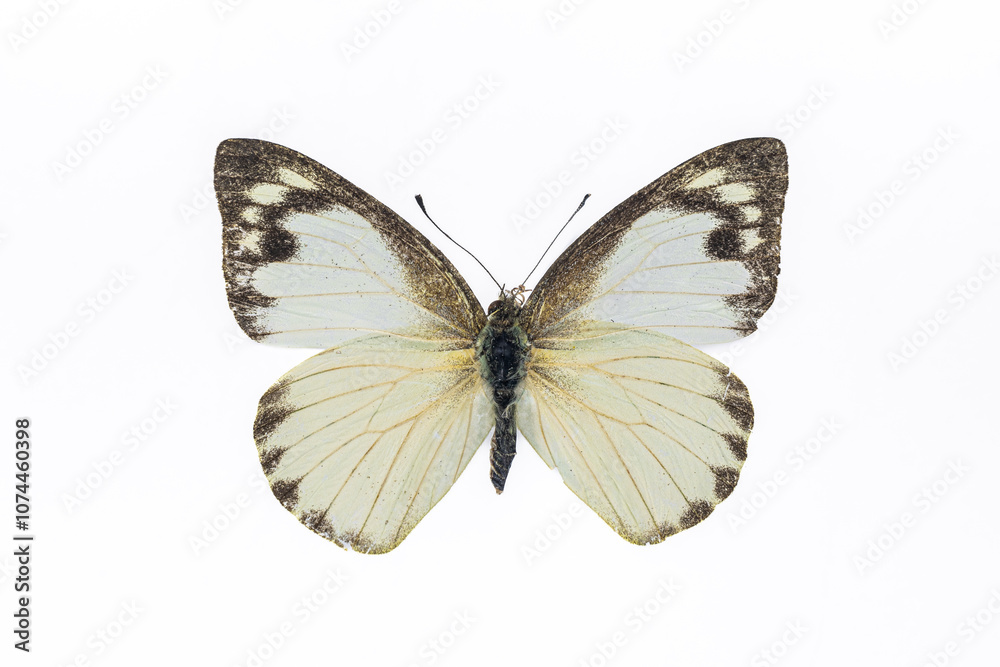 Collection of butterflies in Thailand for study in the biology laboratory. Collection of butterflies in Thailand for study in the biology laboratory.
