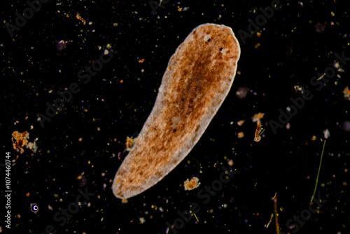 Planarian parasite (flatworm) under microscope view. photo