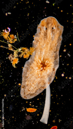 Planarian parasite (flatworm) under microscope view. photo