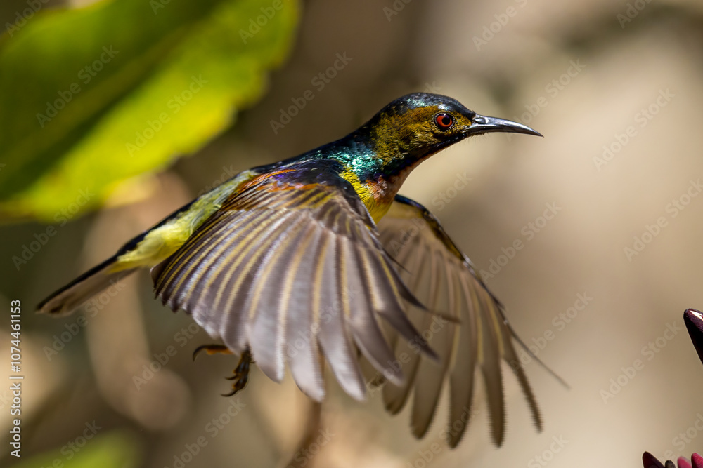 Fototapeta premium Beautiful bird in Asian, It is a kind of bird found in Thailand.