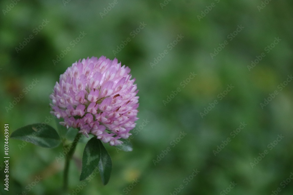 rotklee, heilpflanze, rotklee, heilpflanze,
