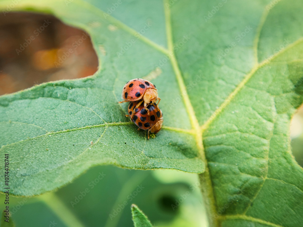 Ladybug on a green leaf, macro shot, shallow dof Ladybug on a green leaf, macro shot, shallow dof