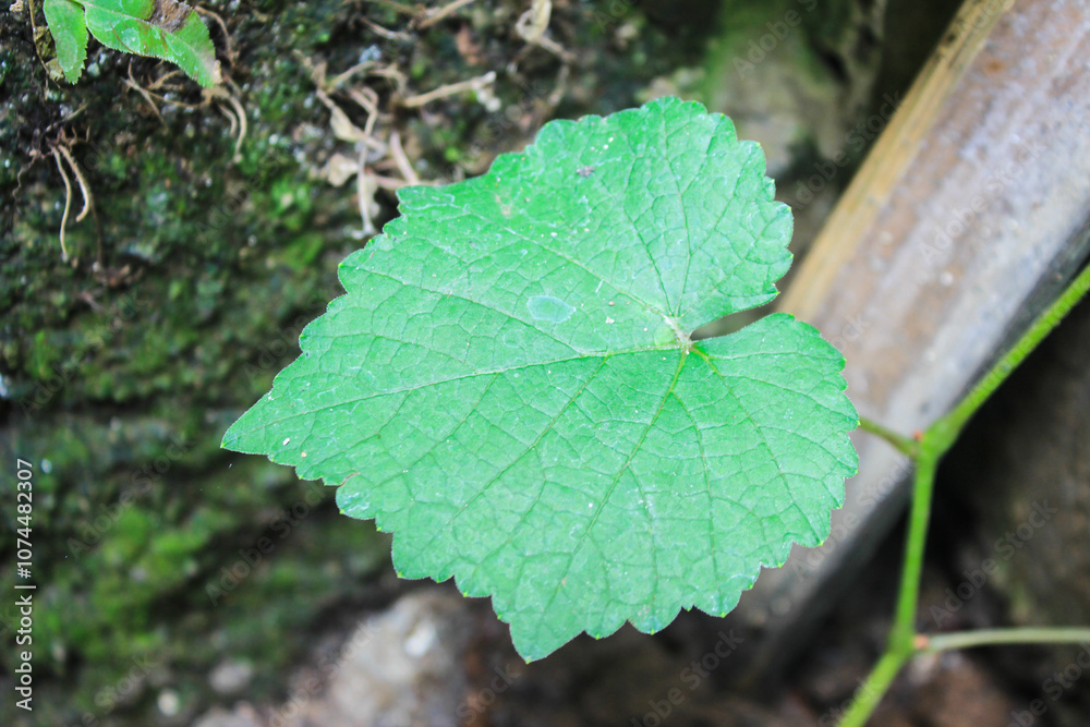 Grape leaf Grape leaf