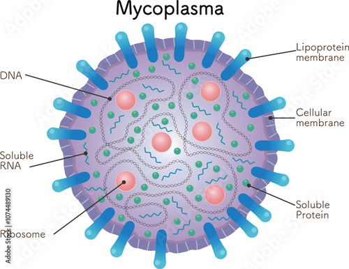 マイコプラズマの模式図、mycoplasma photo