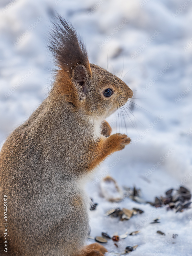 The squirrel in winter sits on white snow. The squirrel in winter sits on white snow.