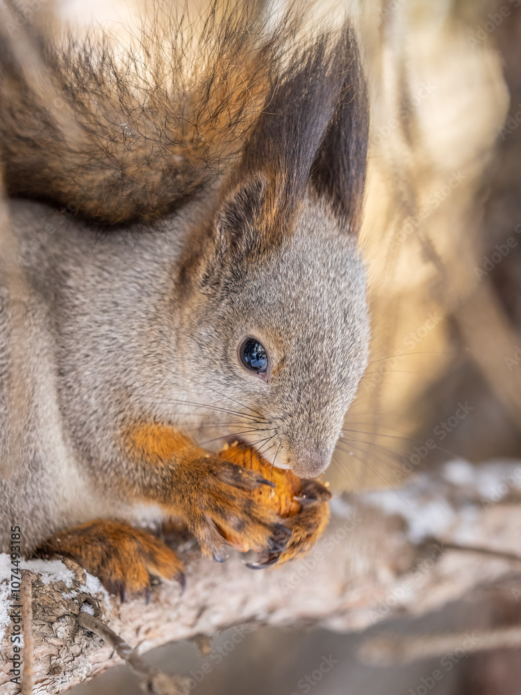 Fototapeta premium The squirrel with nut sits on tree in the winter or late autumn