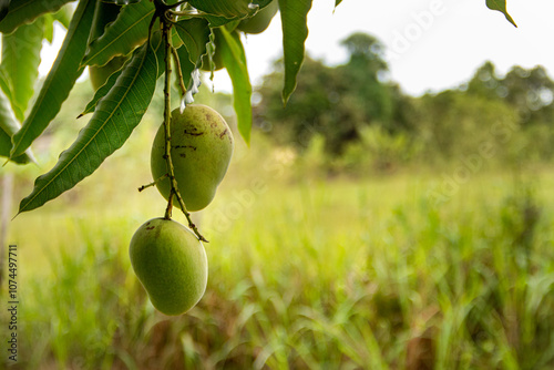 Ripe Mango Hanging on Tree Branch in Lush Greenery photo