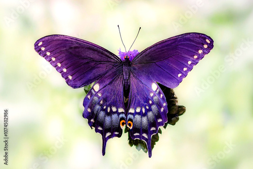 Vibrant purple Papilio polyxenes butterfly perched on leaf, detailed macro shot showcasing wing patterns beautifully. photo