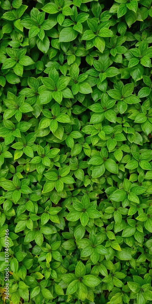 Lush green foliage background with various shades and textures, pattern, pattern