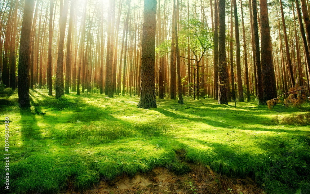 Fototapeta premium green forest stretching to welcome the bright sunlight