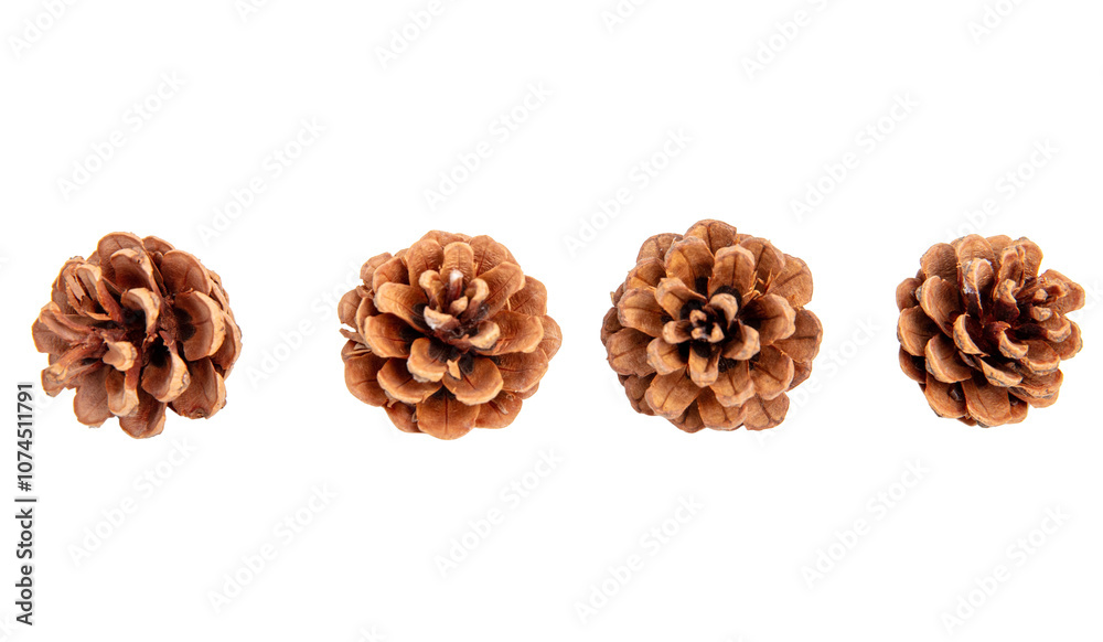 Pine cones set isolated on white transparent, natural brown conifer cones