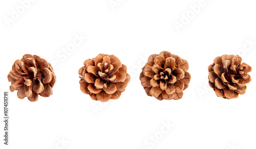 Photos Pine cones set isolated on white transparent, natural brown conifer cones