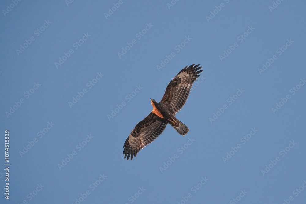 Fototapeta premium Juvenile European honey buzzard Pernis apivorus