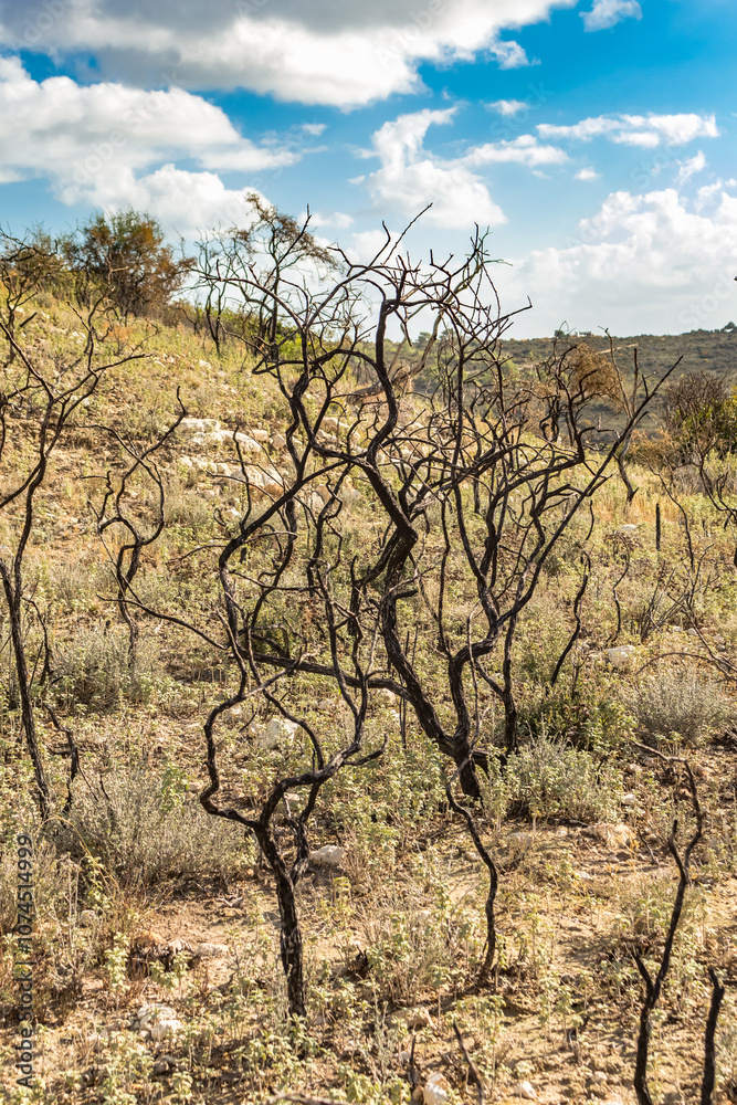 Charred Remnants: Aftermath of a Forest Fire in the Mountains of Cyprus. Charred Remnants: Aftermath of a Forest Fire in the Mountains of Cyprus.