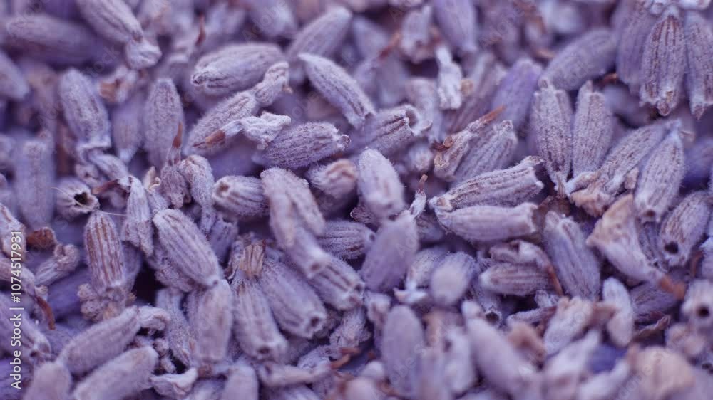 Dried lavender purple buds. Lavender is used as herbal filler inside sachets, potpourris, wedding confetti, in scented waters, soaps, and sachets Dried lavender purple buds. Lavender is used as herbal filler inside sachets, potpourris, wedding confetti, in scented waters, soaps, and sachets