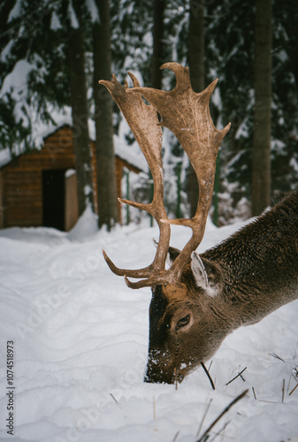 Close-Up of Majestic Deer with Snowy Antlers in Winter Forest Scene