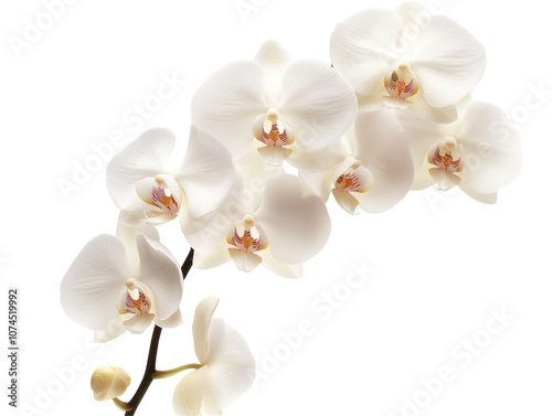 Elegant White Orchid Blooms on a Dark Background