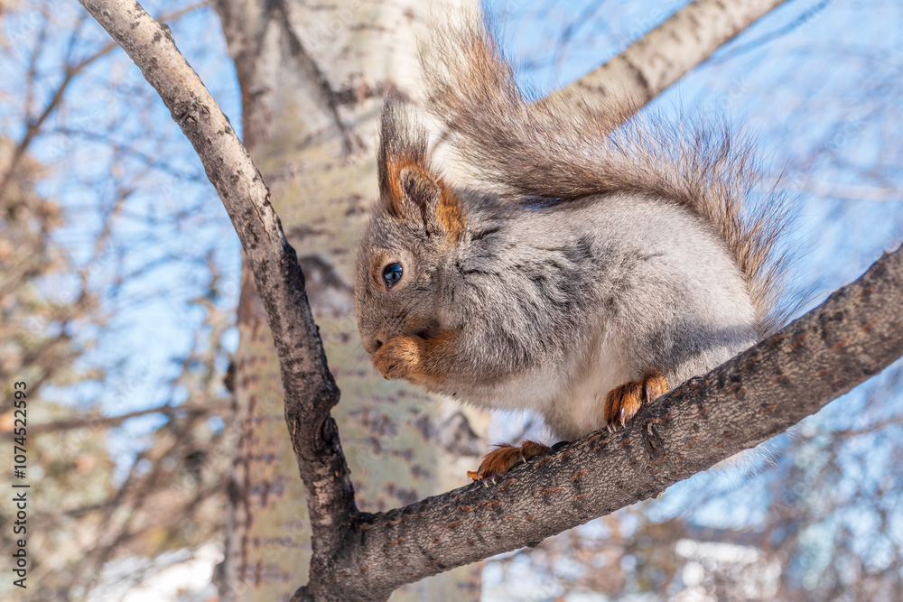 Squirrel eats nuts from a man's hand. Caring for animals in winter or autumn. Squirrel eats nuts from a man's hand. Caring for animals in winter or autumn.