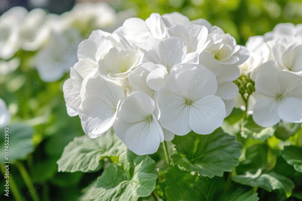 A detailed view of a cluster of pure white blooms A detailed view of a cluster of pure white blooms
