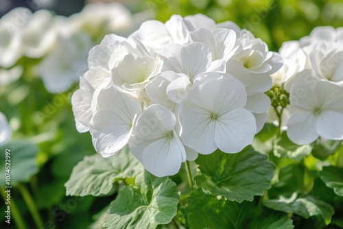 A detailed view of a cluster of pure white blooms