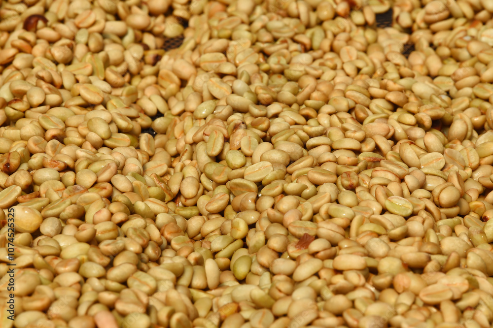 Coffee beans,In the ferment and wash method of wet processing Coffee beans,In the ferment and wash method of wet processing