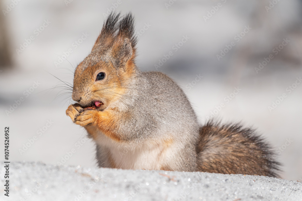 The squirrel in winter sits on white snow. The squirrel in winter sits on white snow.