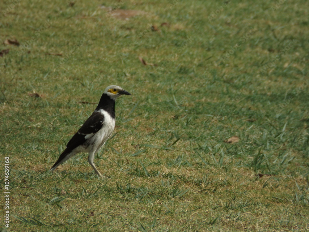 Asian Pied Starling in beautiful nature Asian Pied Starling in beautiful nature