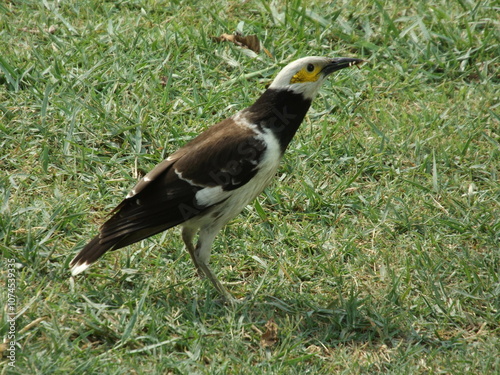 Asian Pied Starling in beautiful nature