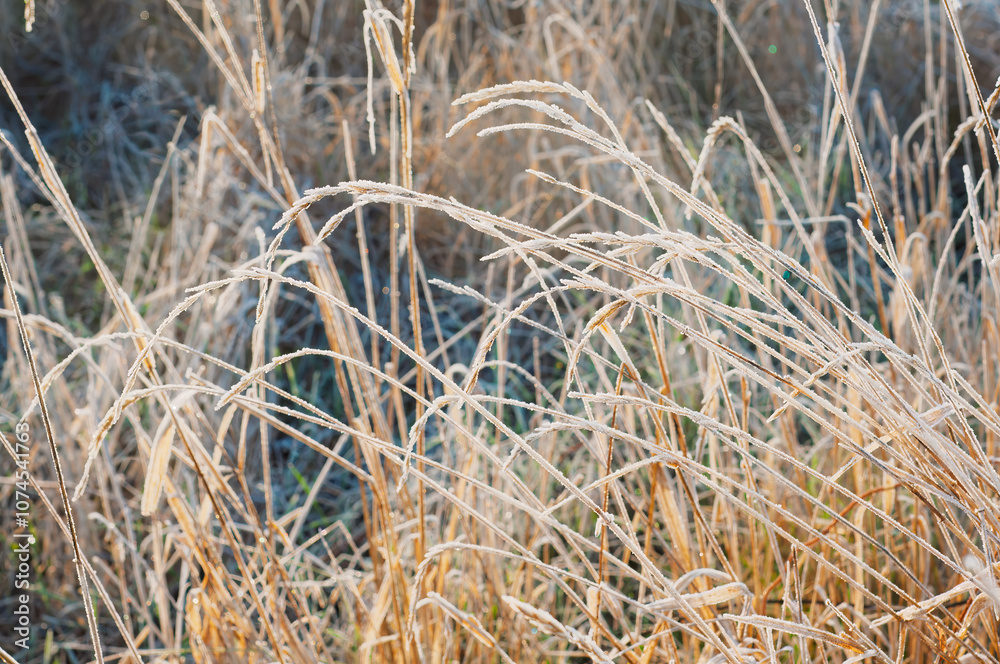 Fototapeta premium Frost-covered dry autumn grass in a field during a cold morning, creating a wintery scene.