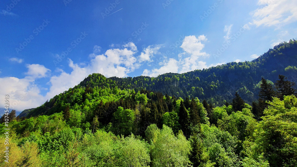 Austria woods forest nature landscape photography Austria woods forest nature landscape photography