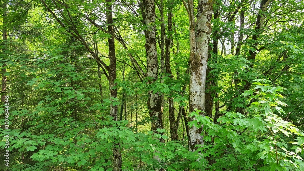 Austria woods forest nature landscape photography Austria woods forest nature landscape photography