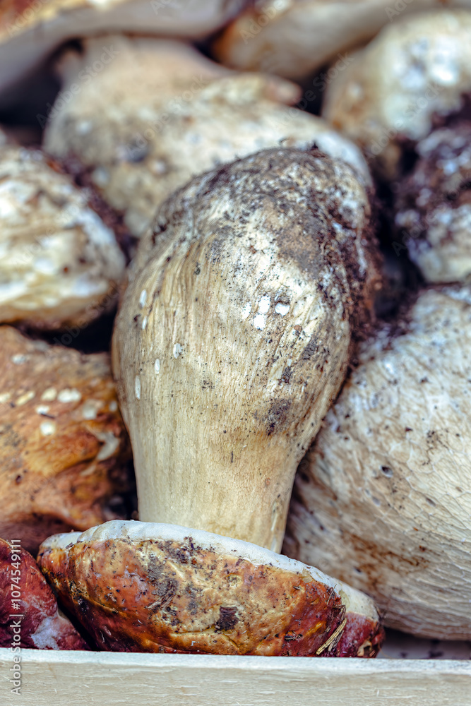 Freshly picked porcini mushrooms rest in a wooden basket, showcasing their earthy hues and textures, reflecting the essence of Toscana's autumn harvest.