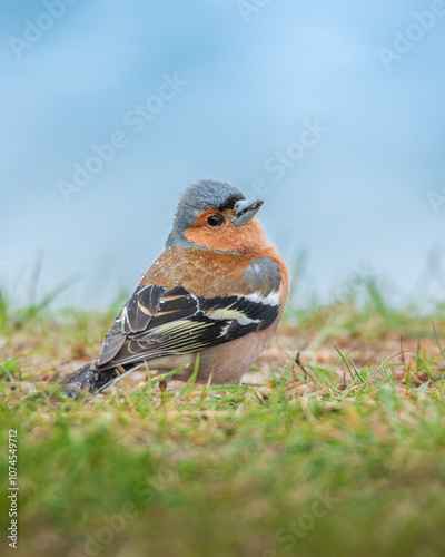 Zięba Fringilla coelebs photo