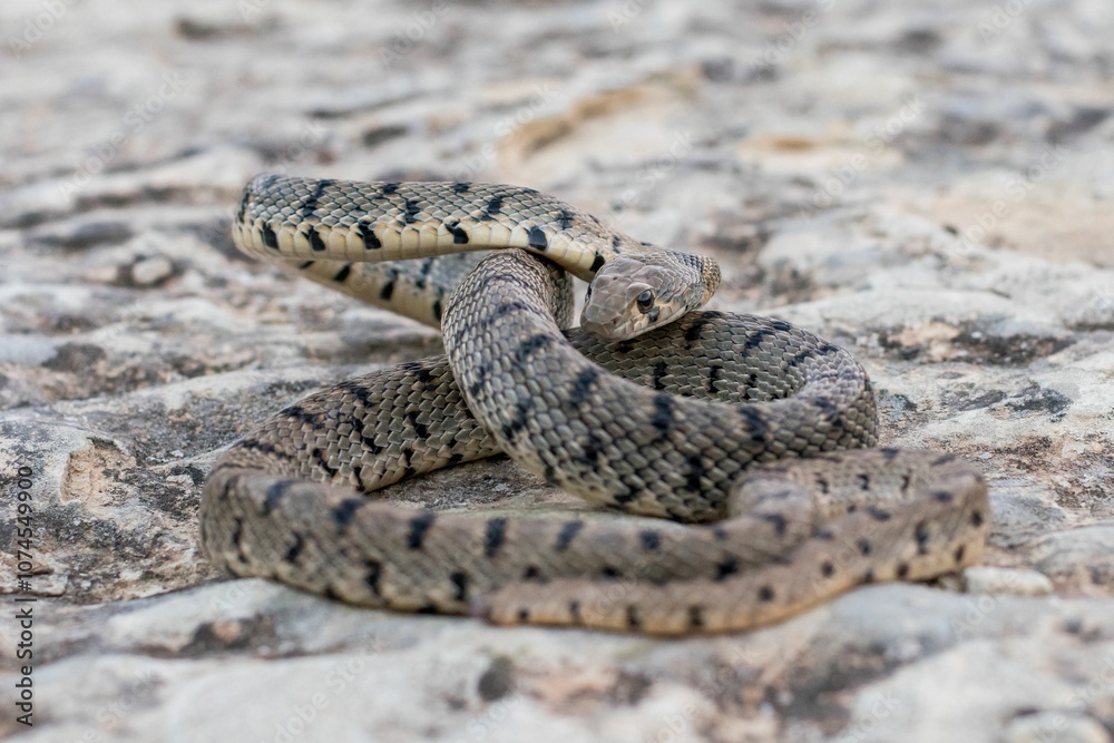 Obraz premium An Algerian Whip Snake, Hemorrhois algirus, found on the Island of Malta, there known as Serp Ahdar
