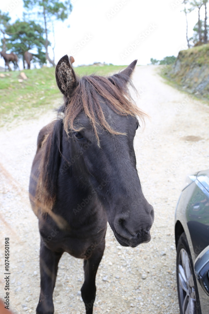 Obraz premium Caballos salvajes