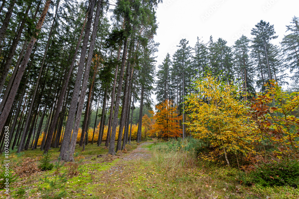 A trail in a colorful autumn forest.