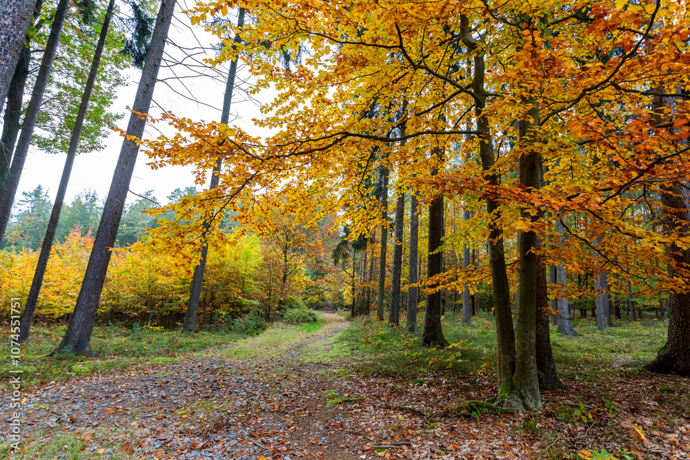 A road in a colorful autumn forest.