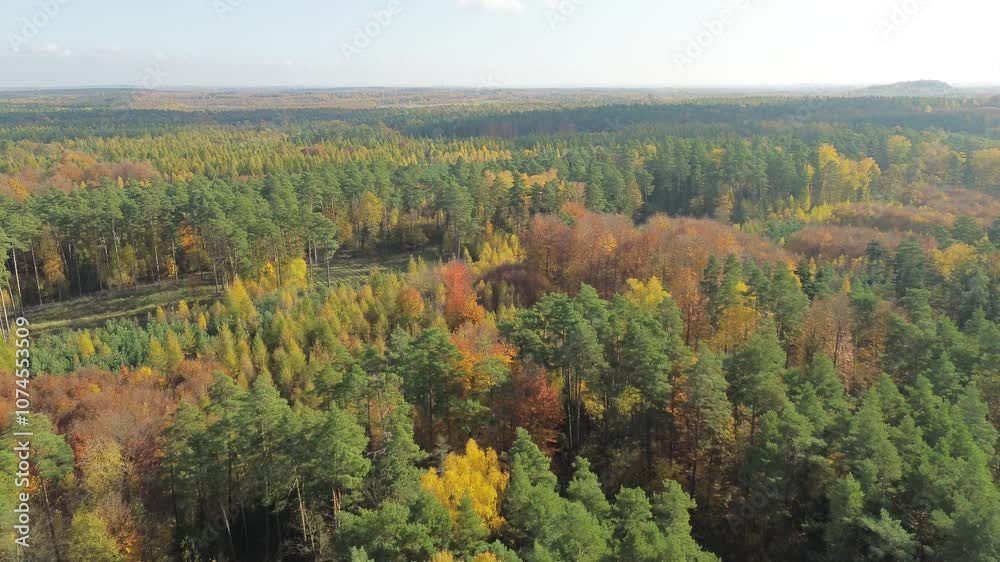 Vibrant fall trees from above under sunlight Vibrant fall trees from above under sunlight