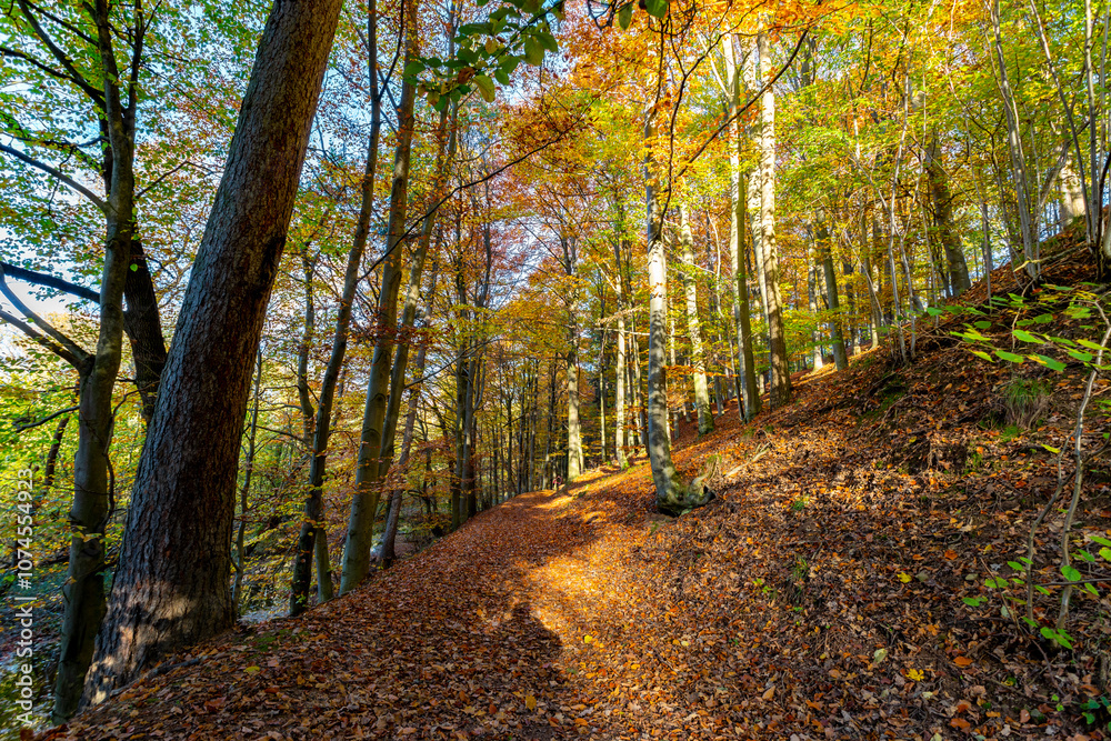 A path through a beech grove on a bright autumn day.
