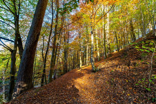 Obraz na płótnie A path through a beech grove on a bright autumn day. w salonie