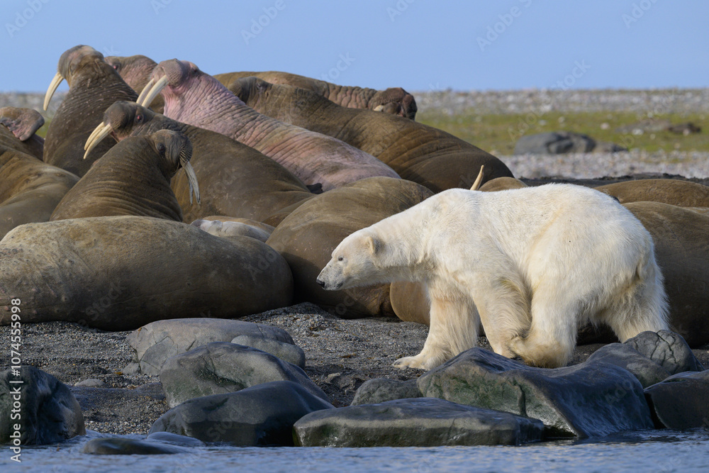 Polar bear and walruses on land, Svalbard, Norway